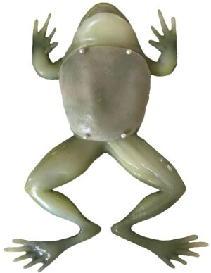 Simulador de Rana Disecada