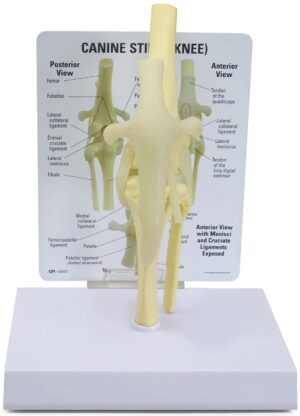 Modelo Anatómico de Rodilla Canina