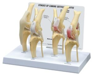Modelo Anatómico de Rodilla Canina de 4 Etapas
