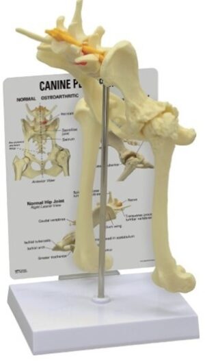 Modelo Anatómico de Pelvis Canina
