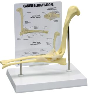 Modelo Anatómico de Codo Canino