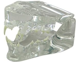 Modelo Anatómico de Mandibula Felina Transparente