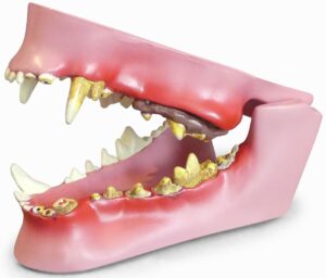 Modelo Anatómico de Mandibula Canina