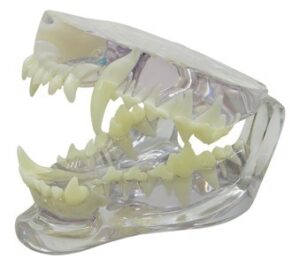 Modelo Anatómico de Mandibula Canina Transparente