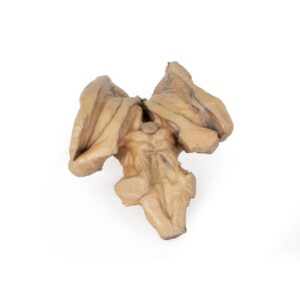 Modelo de Tronco Cerebral - Estructuras Cerebrales Profundas y Diencefálicas