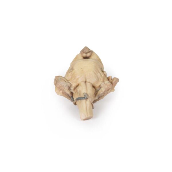 Modelo de Tronco Cerebral - Anatomía Aislada desde El Mesencéfalo hasta El Bulbo Raquídeo