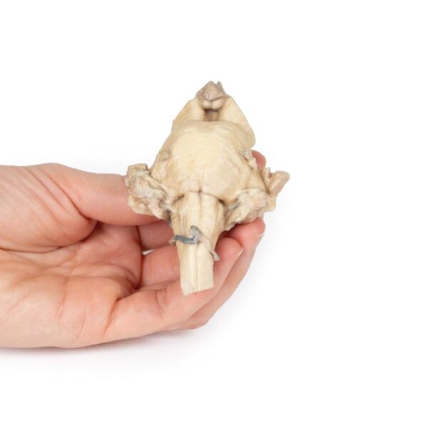 Modelo de Tronco Cerebral - Anatomía Aislada desde El Mesencéfalo hasta El Bulbo Raquídeo - Imagen 3