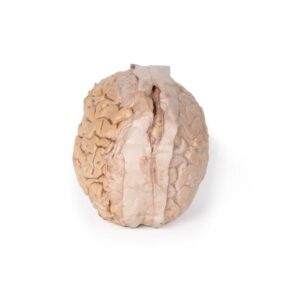 Modelo de Cerebro (Cerebrum)