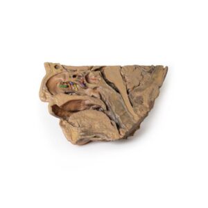 Modelo de Vías Sinusales