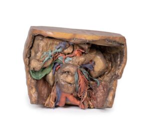 Modelo de Vasculatura del Abdomen