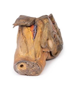 Modelo de Hemipelvis y Muslo Masculino