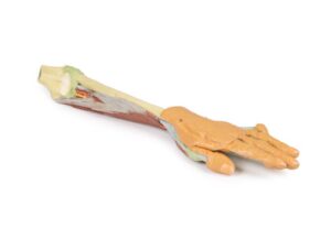 Modelo de Antebrazo y Mano - Disección Profunda