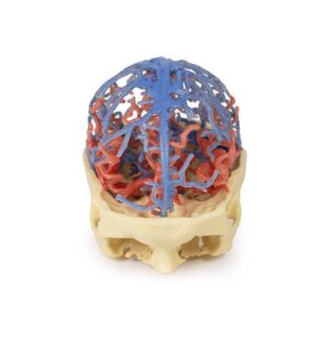 Modelo de Anatomía Impresa en 3D - Circulación Arterial y Venosa