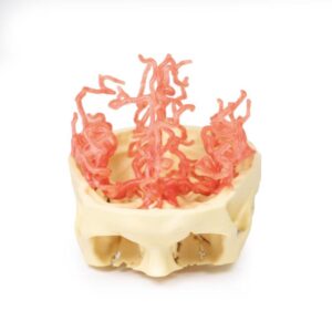 Modelo de Anatomía Impresa en 3D - Circulación Arterial