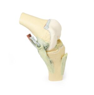 Modelo de Articulación de Rodilla - Flexionada