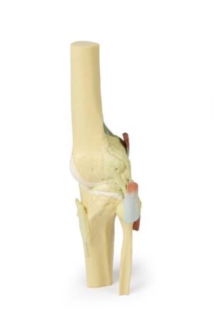 Modelo de Articulación de Rodilla - Extendida