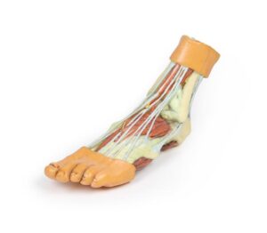 Modelo de Pie - Estructuras de la Superficie Plantar