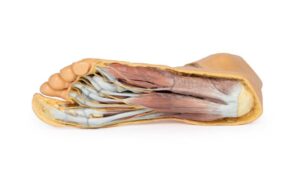 Modelo de Pie - Superficie Plantar y Disección Superficial en el Dorso
