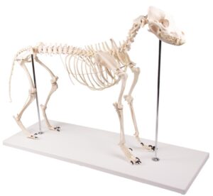 Modelo de Esqueleto de Perro "Olaf" Tamaño Natural