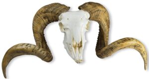 Modelo de Cráneo y Cuerno de Carnero Merino (Ovis Aries)