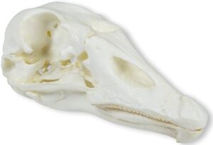 Modelo de Cráneo de Ganso Doméstico (Anser Spec.)