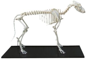 Modelo de Esqueleto de Perro Ensamblado - Tamaño Pequeño