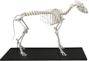 Modelo de Esqueleto de Perro Ensamblado - Tamaño Medio