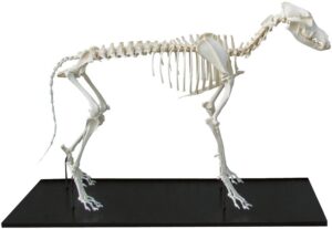 Modelo de Esqueleto de Perro Ensamblado - Gran Tamaño