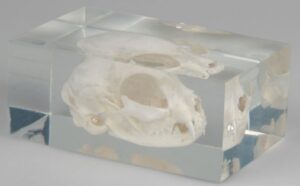 Modelo de Cráneo de Gato en Bloque de Plástico