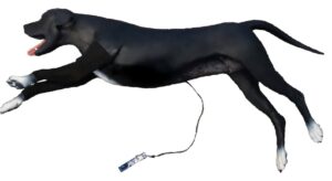 Simulador de Soporte Vital Básico Canino