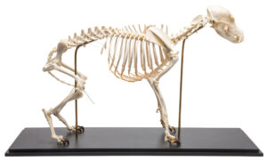 Modelo de Esqueleto de Perro - Tamaño M - Preparado