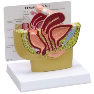 Modelo Anatómico de Pelvis Femenina