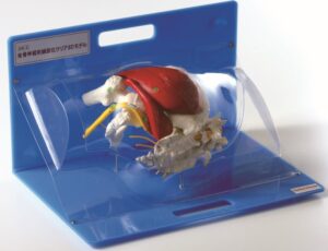 Modelo Acupuntura Transparente 3D del Nervio Ciático