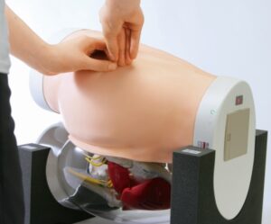 Modelo de Acupuntura del Nervio Ciático - Mitad Transparente