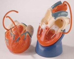 Modelo de Corazón Irrompible de Tamaño Natural con Bypass
