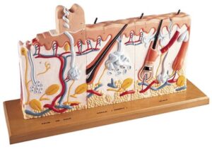 Modelo de Series de Pieles Humanas con Patologías por Quemaduras