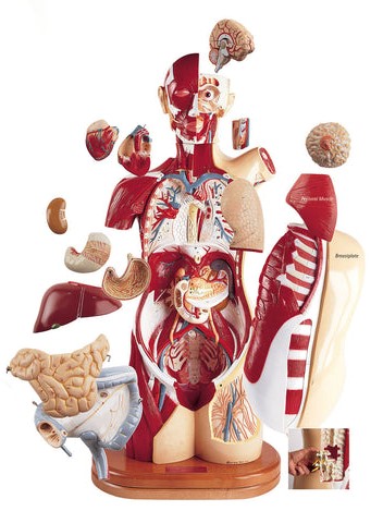 Modelo de Multi - Torso