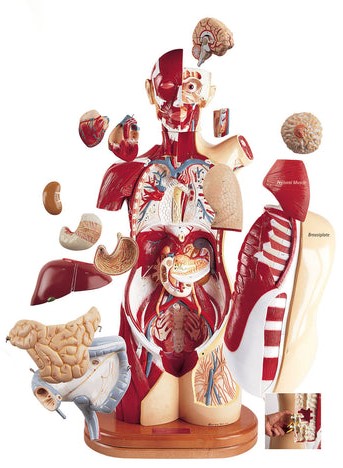 Modelo de Multi - Torso