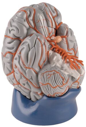 Modelo de Cerebro Presupuestario Práctico