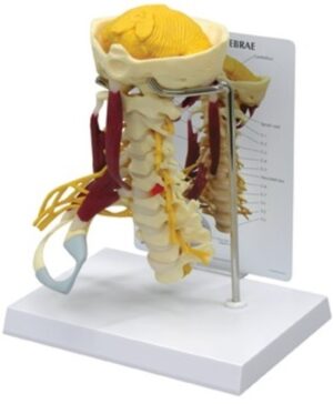 Modelo Deluxe de Columna Cervical Musculosa
