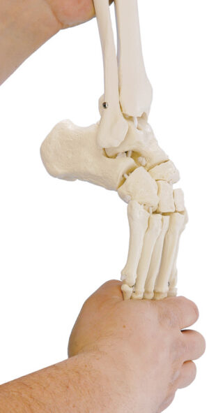 Modelo de Opción Adicional Pie Flexible (Derecho)