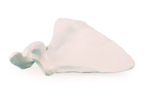 Modelo de Escápula (Omóplato)