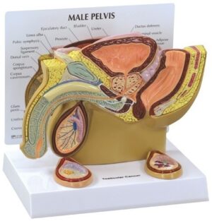 Modelo de Sección Transversal de Pelvis Masculina con Testículo - Modelo Anatómico de Cáncer de Testículo