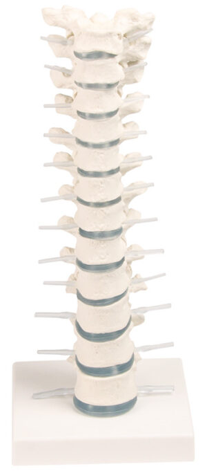 Modelo de Columna Vertebral Torácica con Soporte