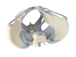 Modelo de Pelvis Femenina Ligamentada