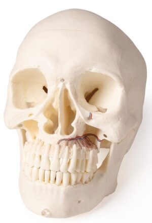 Modelo de Cráneo para Odontología y Cirugía Oral - 5 Piezas