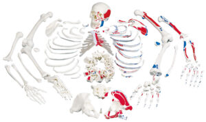 Modelo de Esqueleto con Descripción de Músculos - Desarticulado