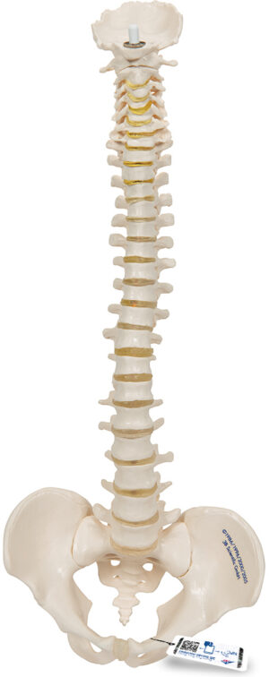 Modelo de Columna Vertebral Miniatura - Elástica