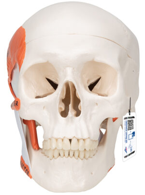 Modelo de Cráneo Funcional con Musculatura para la Masticación - 2 Partes
