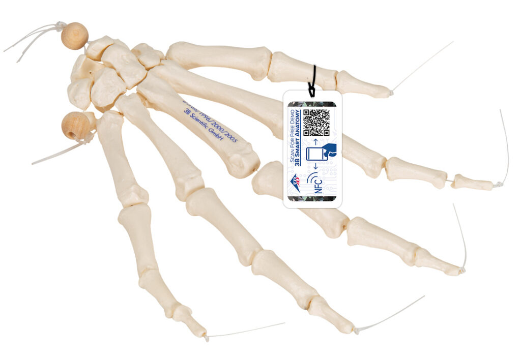 Modelo De Esqueleto De Articulación De Mano Modelo De Anatomía De Mano Modelo De Anatomia De Mano Humana Modelo De Esqueleto De Mano Esqueleto Con Articulaciones Articuladas Para Educacion De Anggrek Otros